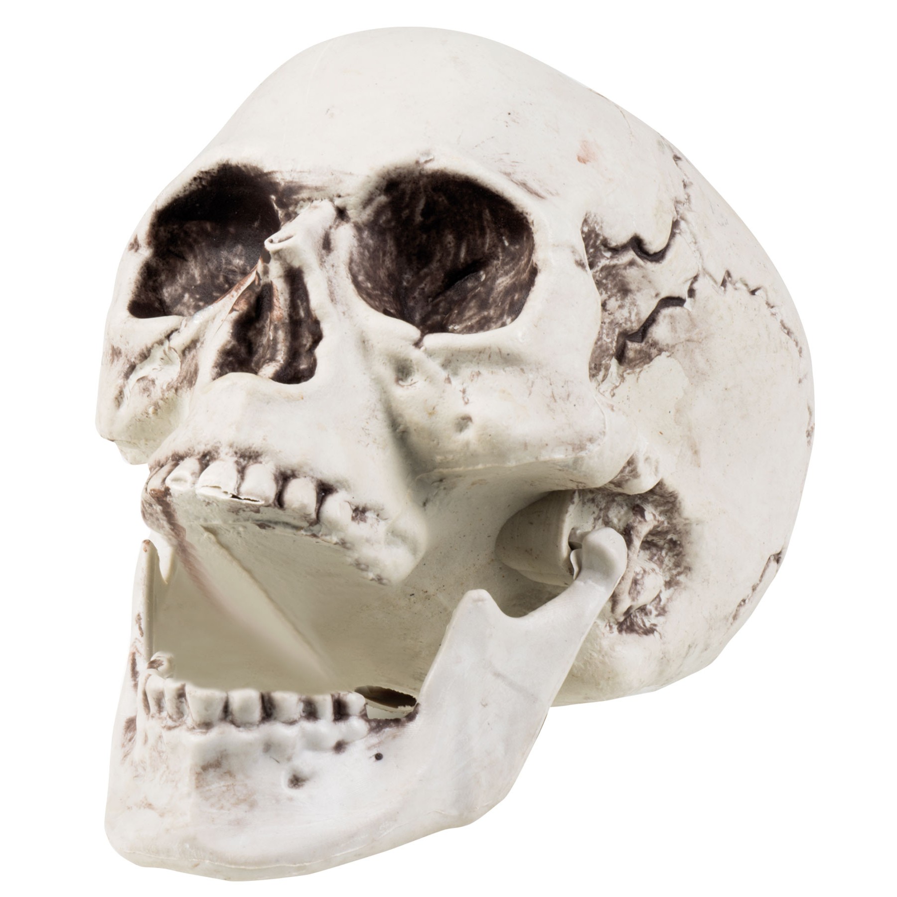 Нижняя челюсть с черепом подвижные. Череп с открытой челюстью. Человеческий череп без нижней челюсти.