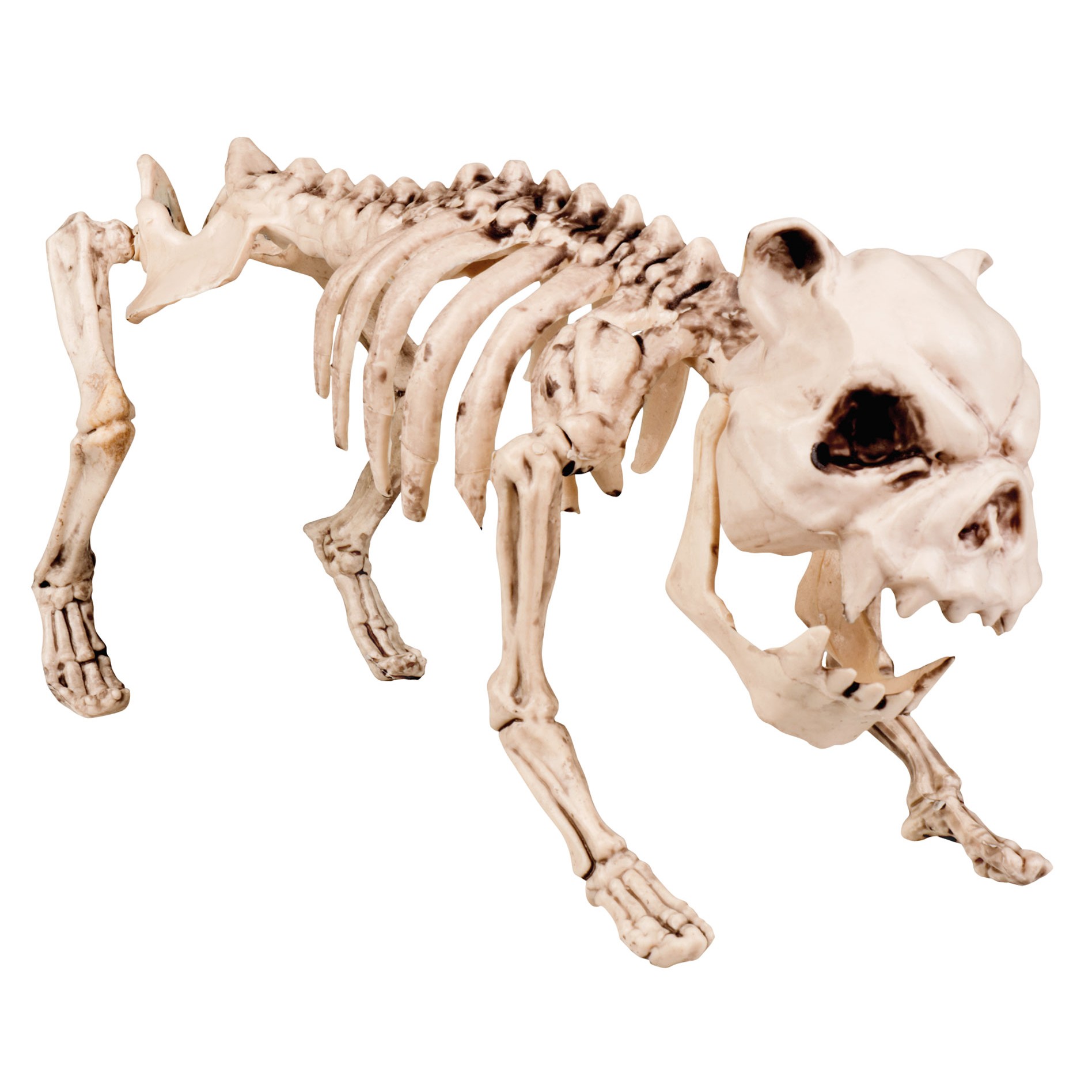 Halloween Skelett Dackel Deko Hundeskelett Knochen Dekofigur Hund Teckel 