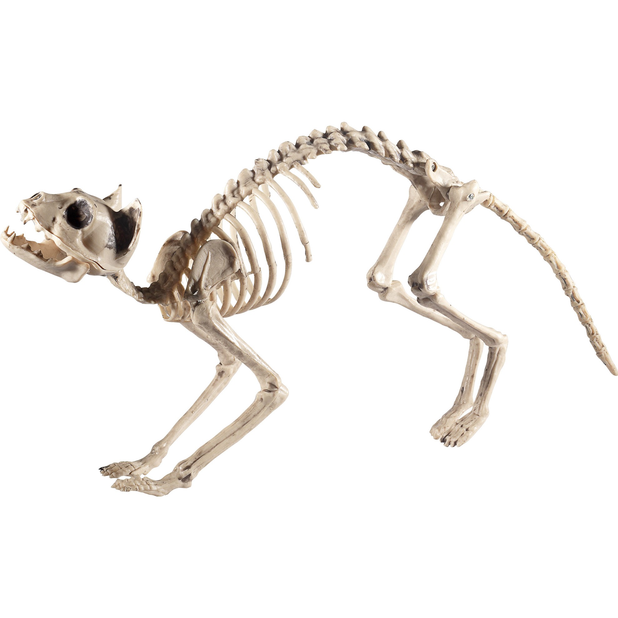 Голодные кости. Кости кошки скелет. Скелет кота ребра. Скелет кошки картинки. Скелет леопарда.