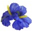 Hawaiiblüte Haarspange blau